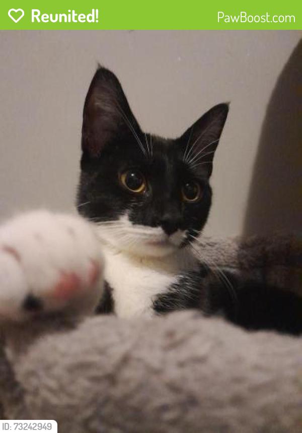 Reunited Female Cat last seen Henrietta Fire District, Rochester, NY 14623