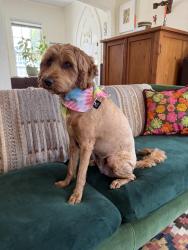 Reunited Female Dog last seen Saint Francis & Old Wilson, Vallejo, CA 94590