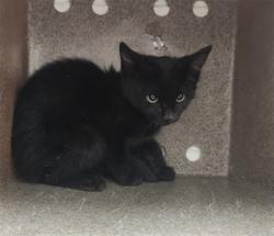 Shelter Stray Female Cat last seen Near BLOCK CIBOLA CIRCLE SANTA FE NEW MEXICO 87505, 100 Caja Del Rio Rd, Santa Fe, NM 87507, USA