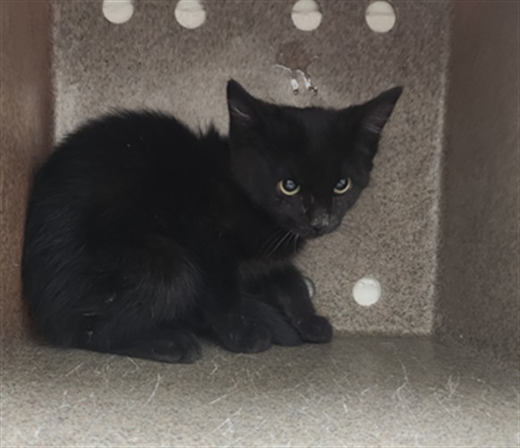 Shelter Stray Female Cat last seen Near BLOCK CIBOLA CIRCLE SANTA FE NEW MEXICO 87505, 100 Caja Del Rio Rd, Santa Fe, NM 87507, USA