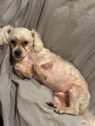 Lost Male Dog last seen Near N 18th st, Harrisburg, PA 17103
