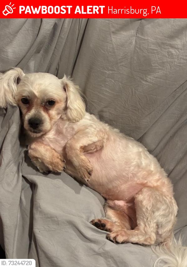 Lost Male Dog last seen Near N 18th st, Harrisburg, PA 17103