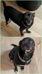 Found/Stray Male Dog last seen Near NE High St, Issaquah, WA 98029, Issaquah, WA 98029