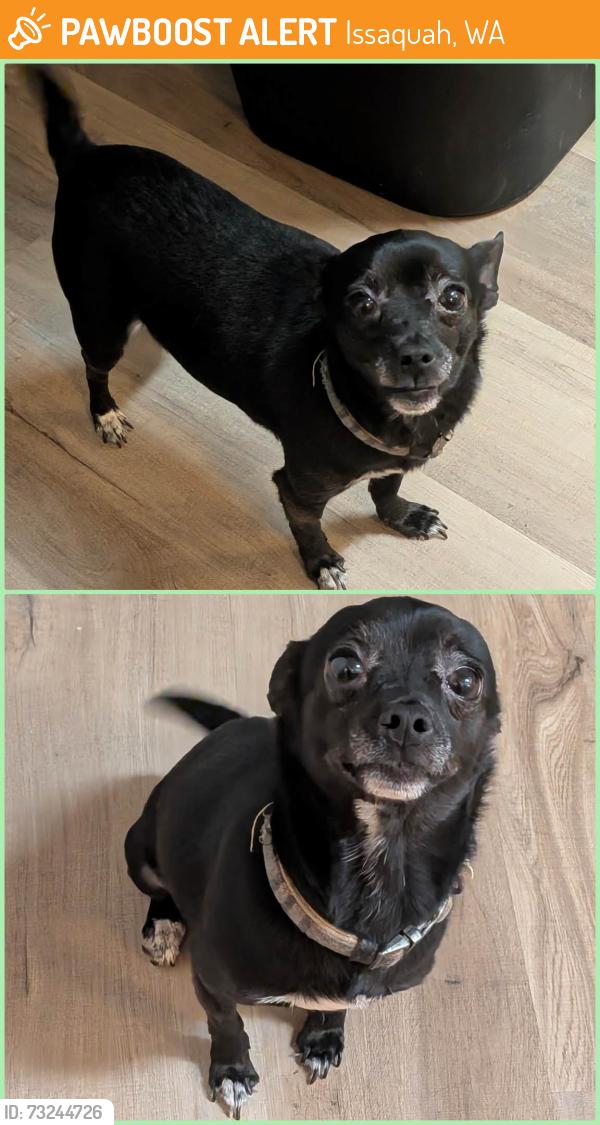 Found/Stray Male Dog last seen Near NE High St, Issaquah, WA 98029, Issaquah, WA 98029