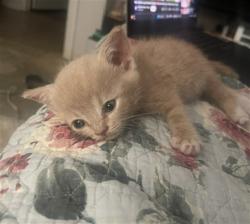 Shelter Stray Male Cat last seen JUNIPER AVE X JURUPA AVE, 333 Chandler Pl, San Bernardino, CA 92408, USA
