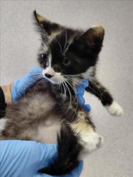 Shelter Stray Female Cat last seen EUCALYPTUS AVE AND OREGON ST, 333 Chandler Pl, San Bernardino, CA 92408, USA