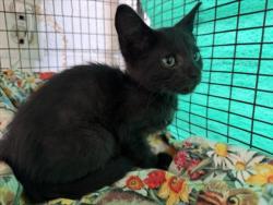 Shelter Stray Female Cat last seen F ST AND MAGNOLIA AVE, 333 Chandler Pl, San Bernardino, CA 92408, USA