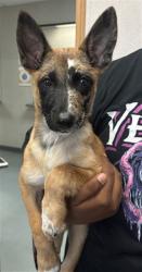 Shelter Stray Female Dog last seen BASELINE ST & MEDICAL CENTER DR, SAN BERNARDINO, CA, 92411, USA, 333 Chandler Pl, San Bernardino, CA 92408, USA