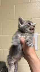 Shelter Stray Male Cat last seen OPUS CIR & STEMMLER DR, 2127 Front St, Sacramento, CA 95818, USA