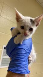 Shelter Stray Female Cat last seen VALLEJO WAY & 5TH ST, 2127 Front St, Sacramento, CA 95818, USA