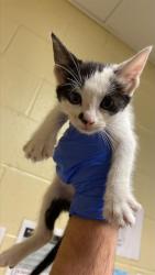 Shelter Stray Male Cat last seen VALLEJO WAY & 5TH ST, 2127 Front St, Sacramento, CA 95818, USA