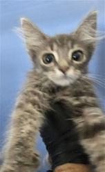 Shelter Stray Male Cat last seen E 10 HWY X S WATERMAN AVE, 333 Chandler Pl, San Bernardino, CA 92408, USA