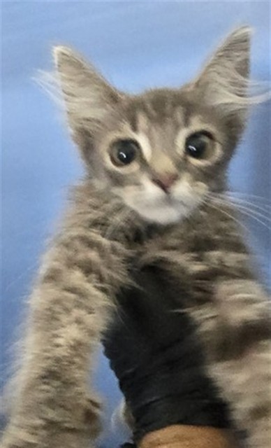 Shelter Stray Male Cat last seen E 10 HWY X S WATERMAN AVE, 333 Chandler Pl, San Bernardino, CA 92408, USA