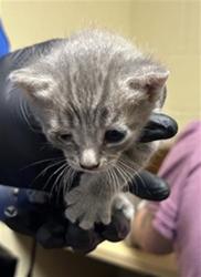 Shelter Stray Female Cat last seen SILVERTON WAY & BRECKENRIDGE WAY, 2127 Front St, Sacramento, CA 95818, USA