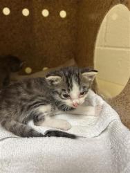 Shelter Stray Unknown Cat last seen SILVERTON WAY & BRECKENRIDGE WAY, 2127 Front St, Sacramento, CA 95818, USA