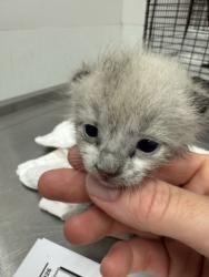 Shelter Stray Male Cat last seen , 11361 W Pico Blvd, Los Angeles, CA 90064, USA