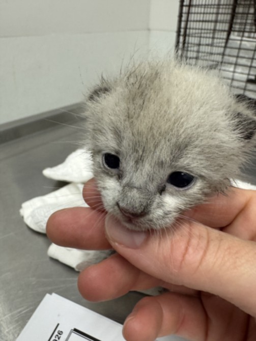 Shelter Stray Male Cat last seen , 11361 W Pico Blvd, Los Angeles, CA 90064, USA