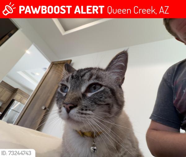 Lost Male Cat last seen Sun dance dr and wild horse by the water tank, Queen Creek, AZ 85144
