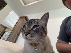 Lost Male Cat last seen Sun dance dr and wild horse by the water tank, Queen Creek, AZ 85144