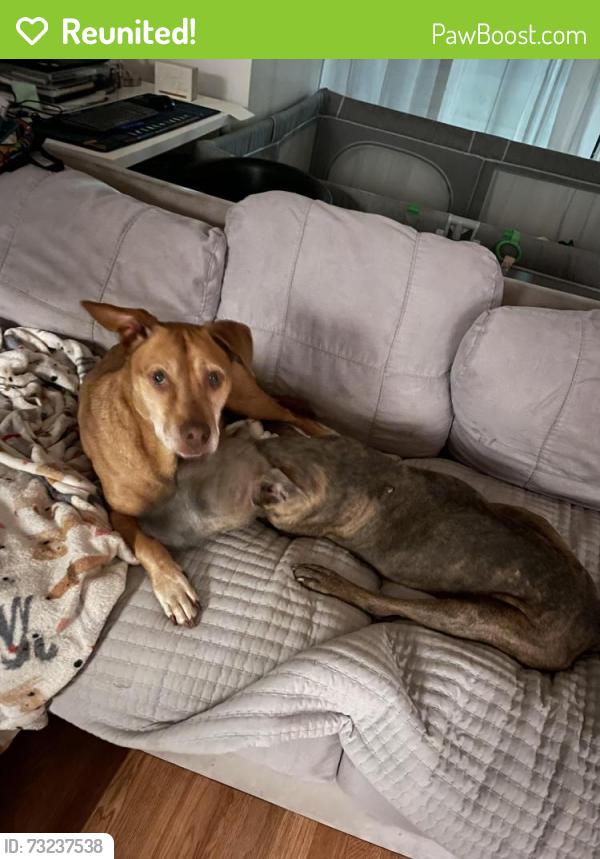 Reunited Male Dog last seen Nw 14th terrace, Miami, FL 33125