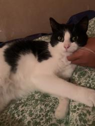 Lost Female Cat last seen McKinley Road / West Overcliffe Drive / The Pavillion, Westbourne, England 