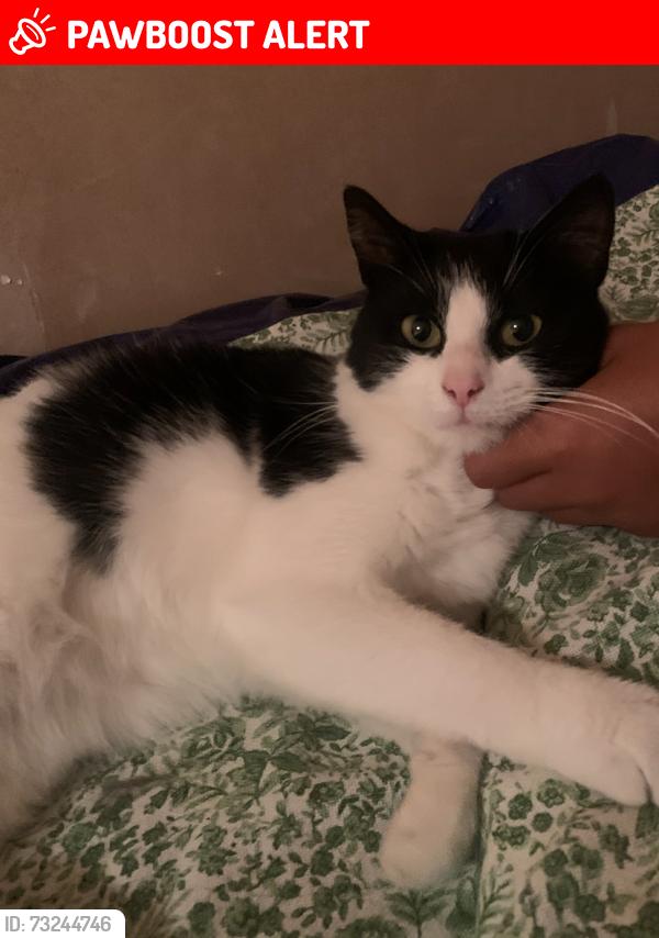 Lost Female Cat last seen McKinley Road / West Overcliffe Drive / The Pavillion, Westbourne, England 
