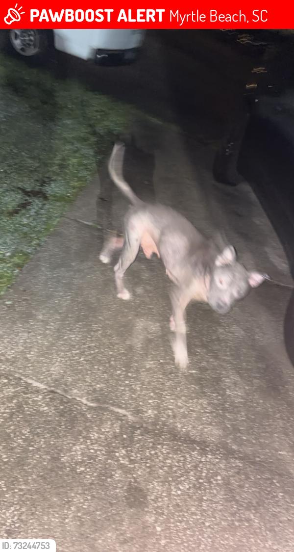 Lost Male Dog last seen Near woodhaven dr, Myrtle Beach, SC 29588