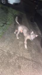 Lost Male Dog last seen Near woodhaven dr, Myrtle Beach, SC 29588
