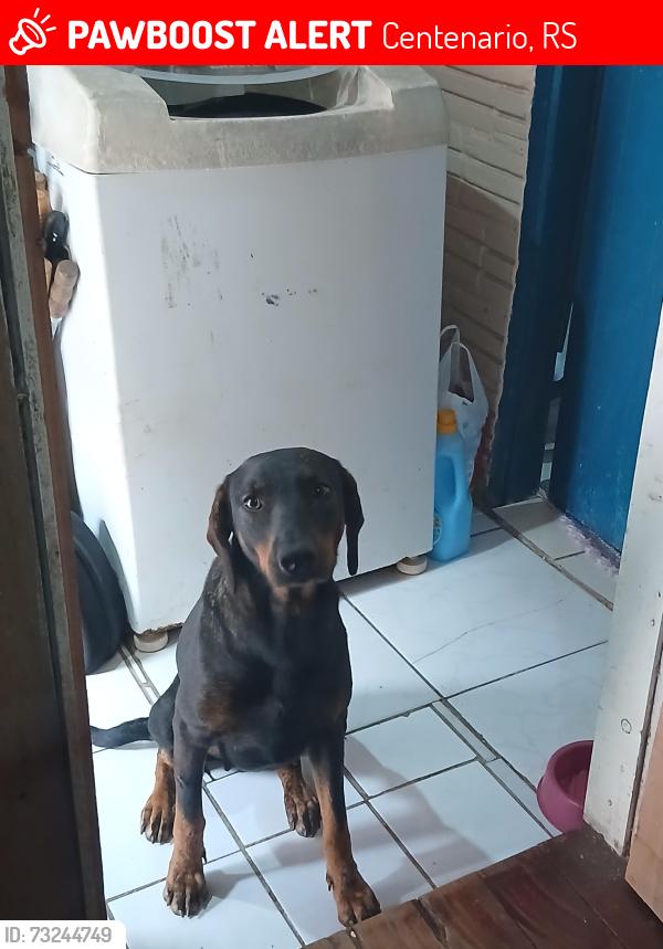 Lost Female Dog last seen Rua Felipe Camarão, Centenario, RS 