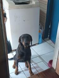 Lost Female Dog last seen Rua Felipe Camarão, Centenario, RS 