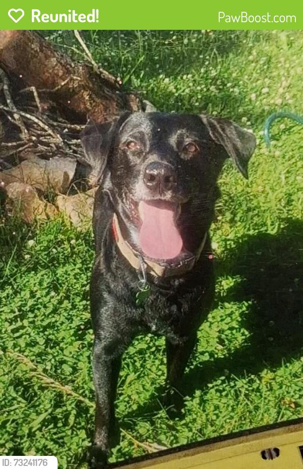 Reunited Male Dog last seen Columbia Tennessee, Columbia, TN 38401