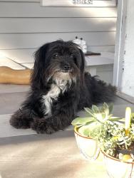 Reunited Female Dog last seen Watt ave and whitney, Sacramento, CA 95821