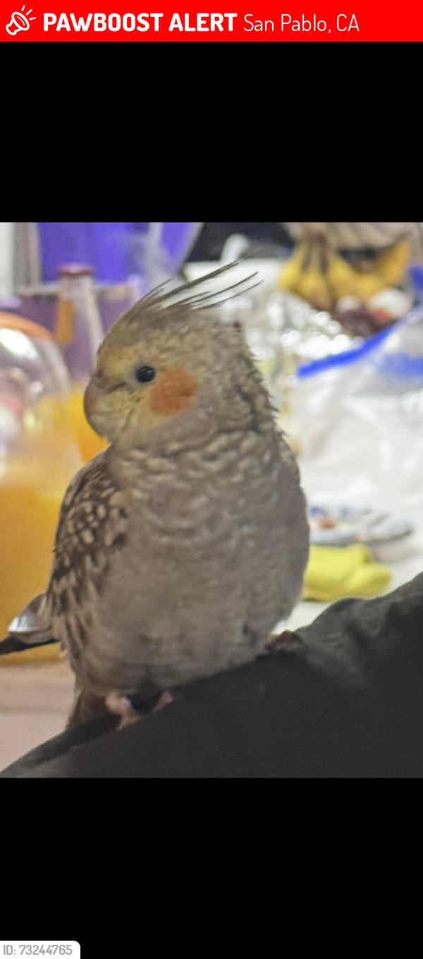 Lost Unknown Other last seen rollingwood drive, San Pablo, CA 94804