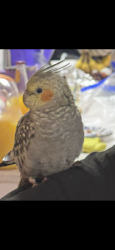Lost Unknown Other last seen rollingwood drive, San Pablo, CA 94804