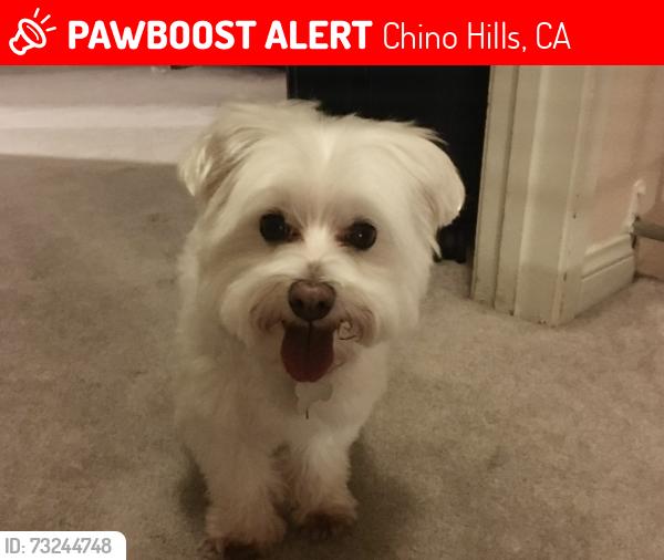 Lost Male Dog last seen Oak Springs Rd / Oak flts Rd., Chino Hills, CA 91709