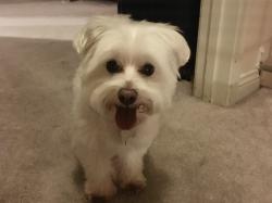 Lost Male Dog last seen Oak Springs Rd / Oak flts Rd., Chino Hills, CA 91709