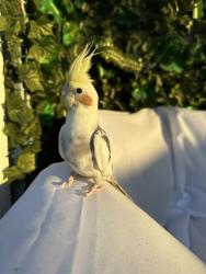 Lost Male Bird last seen Near Saticoy st. Sun valley, Los Angeles, CA 91352