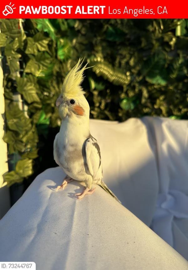 Lost Male Bird last seen Near Saticoy st. Sun valley, Los Angeles, CA 91352