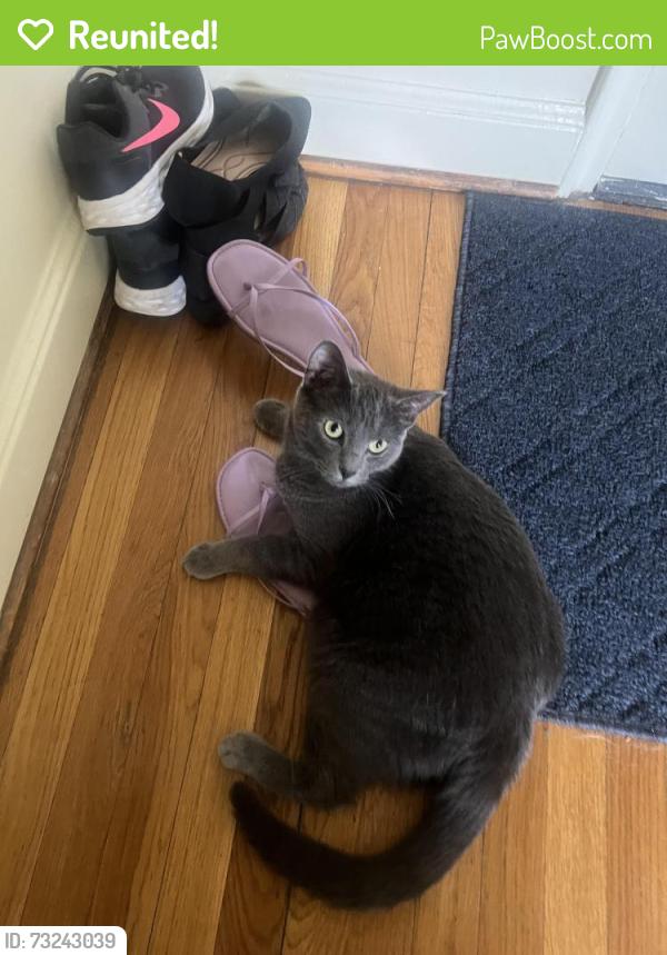 Reunited Female Cat last seen Dutch Village, Albany, NY 12204