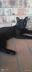 Found/Stray Male Cat last seen Kit Ln. / Coit, Dallas, TX 75240