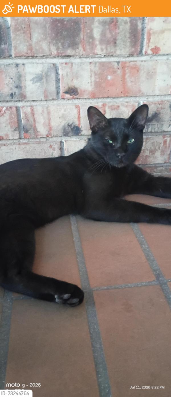 Found/Stray Male Cat last seen Kit Ln. / Coit, Dallas, TX 75240