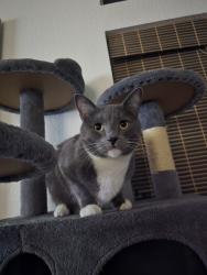 Lost Male Cat last seen Menifee rd, Menifee, CA 92584
