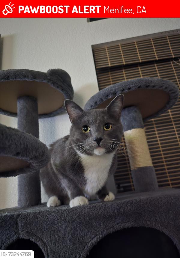 Lost Male Cat last seen Menifee rd, Menifee, CA 92584