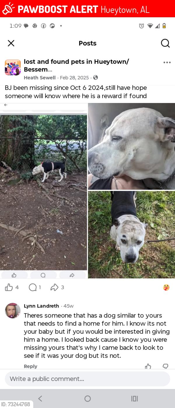 Lost Male Dog last seen Hueytown rd, Hueytown, AL 35023
