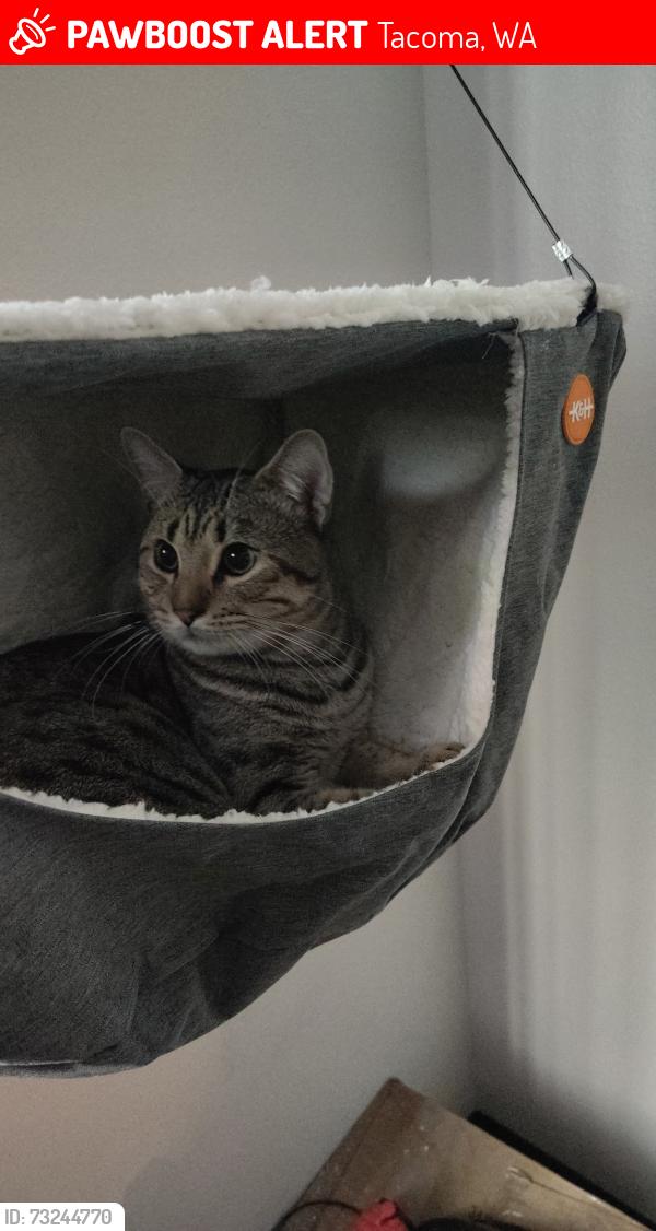 Lost Male Cat last seen Neighbors Park, Tacoma, WA 98405