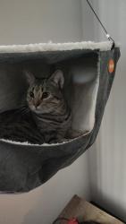 Lost Male Cat last seen Neighbors Park, Tacoma, WA 98405
