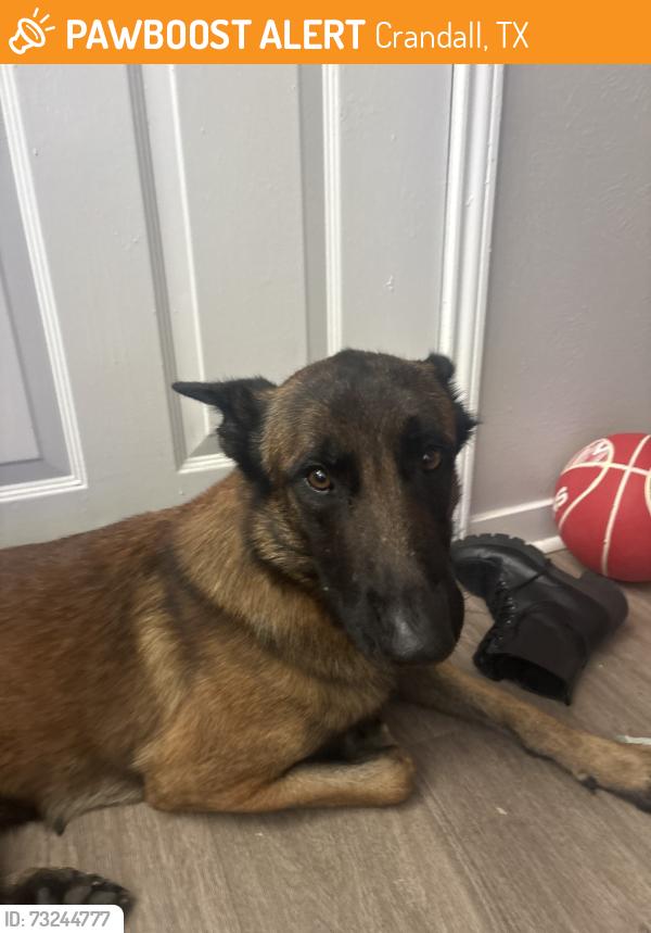 Found/Stray Male Dog last seen Near outlaws saloon, Crandall, TX 75114
