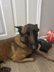 Found/Stray Male Dog last seen Near outlaws saloon, Crandall, TX 75114