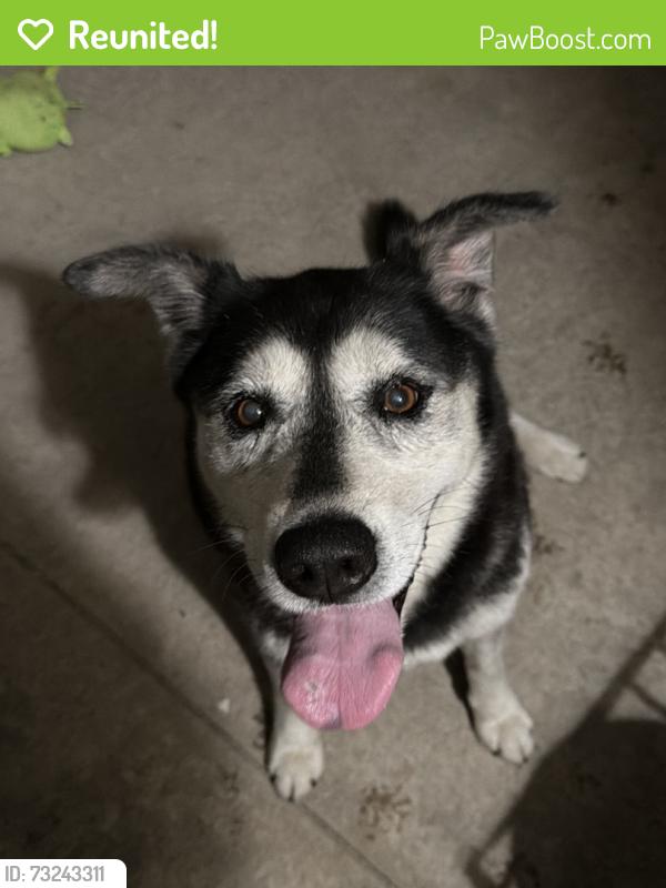 Reunited Female Dog last seen coyote hills in Fullerton CA, Fullerton, CA 92833