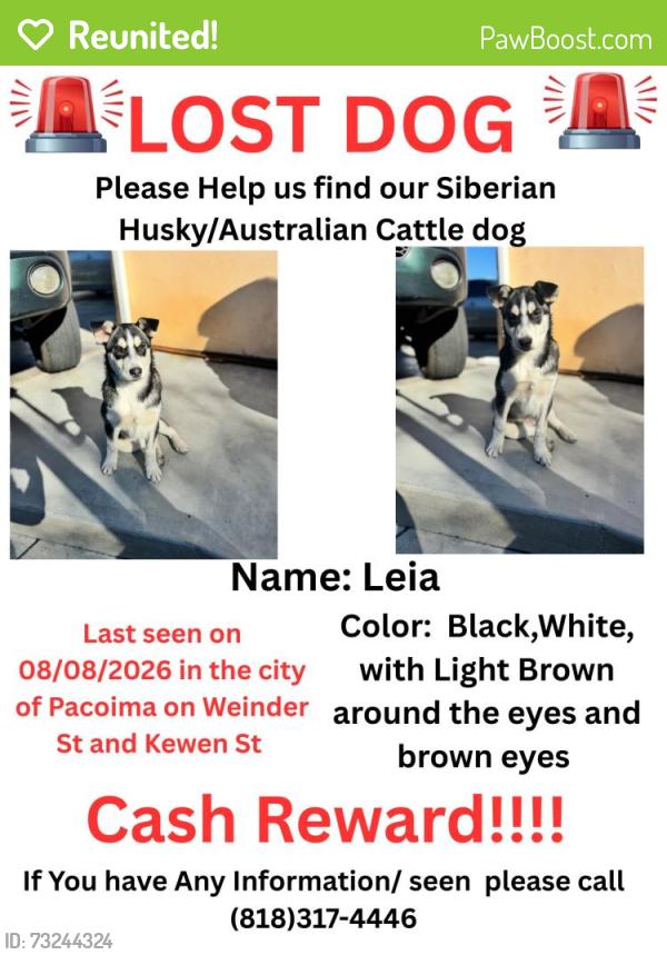 Reunited Female Dog last seen Weidner st and kewen ave, Los Angeles, CA 91331